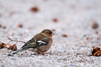 06971 Fringilla coelebs (Fringuello, maschio)